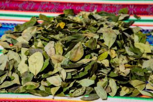 Examen Crítico de la Hoja de Coca por la OMS a petición de Bolivia