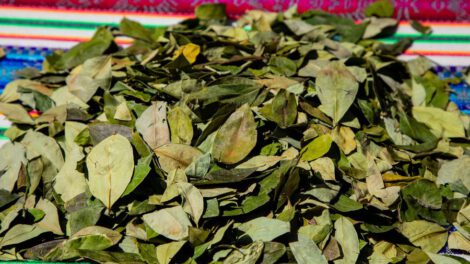Examen Crítico de la Hoja de Coca por la OMS a petición de Bolivia