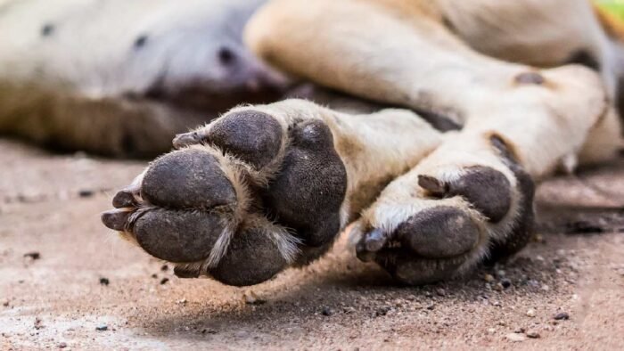 Detenido por el biocidio de un can en Santa Cruz