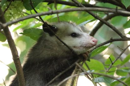Covid-19 en animales salvajes en Virginia