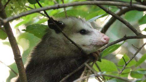 Covid-19 en animales salvajes en Virginia