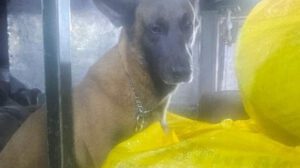 Can antidrogas Dominic detecta marihuana en Cochabamba