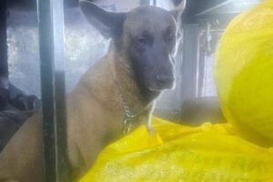 Can antidrogas Dominic detecta marihuana en Cochabamba