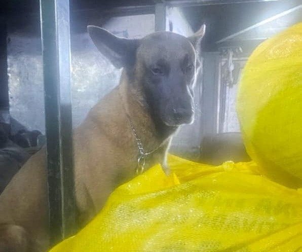 Can antidrogas Dominic detecta marihuana en Cochabamba