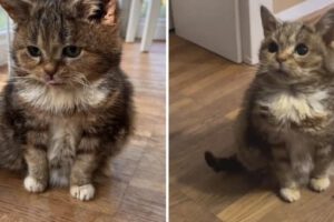 Conmovedor adiós a Francis, el querido gato con enanismo