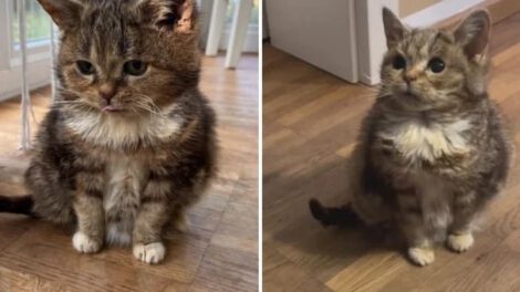 Conmovedor adiós a Francis, el querido gato con enanismo