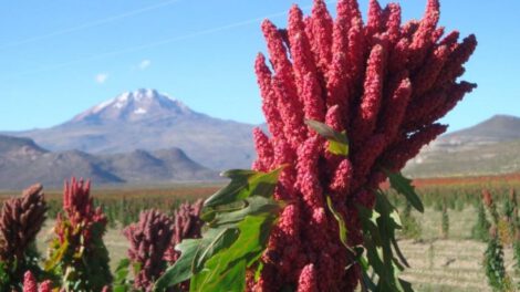 Productores de quinua exigen cumplimiento de acuerdo de suministro de combustible