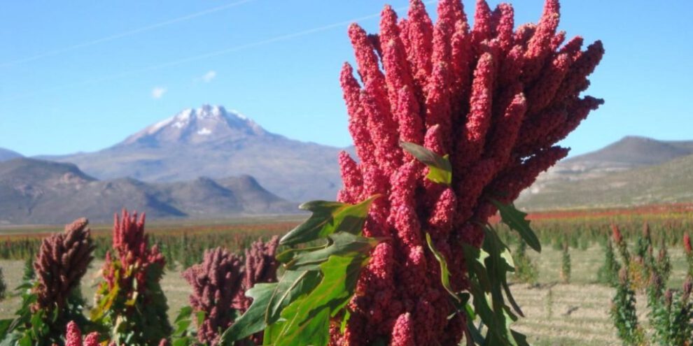 Productores de quinua exigen cumplimiento de acuerdo de suministro de combustible