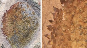 Descubren nueva especie de molusco prehistórico Shishania aculeata