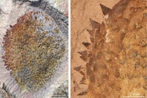 Descubren nueva especie de molusco prehistórico Shishania aculeata