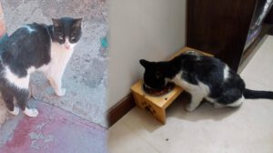 Vampiro el gato abandonado regresa a casa