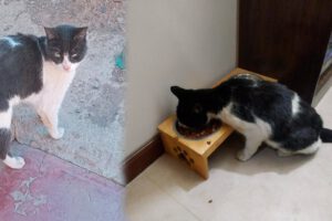 Vampiro el gato abandonado regresa a casa