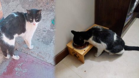 Vampiro el gato abandonado regresa a casa