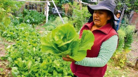 Producción de agroinsumos en Cochabamba