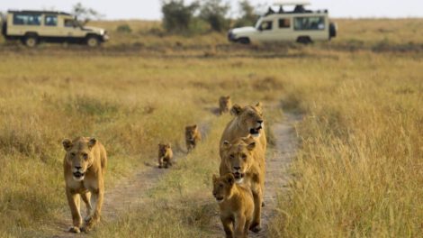 Envejecimiento social en leones en la sabana del Masái Mara