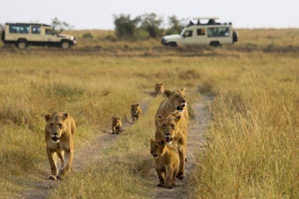 Envejecimiento social en leones en la sabana del Masái Mara