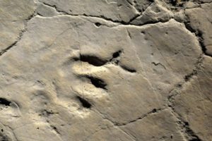 huellas fosilizadas de dinosaurios en China