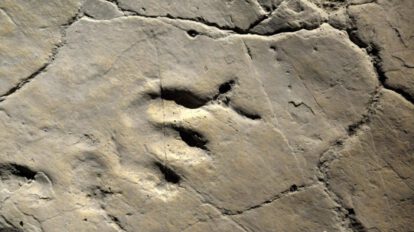 huellas fosilizadas de dinosaurios en China