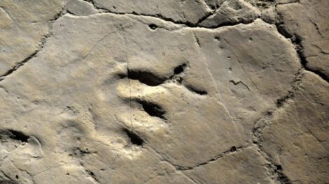 huellas fosilizadas de dinosaurios en China