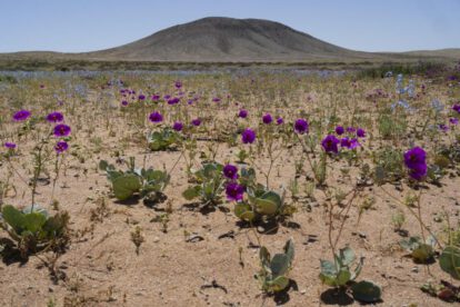 Diversidad de plantas en zonas áridas
