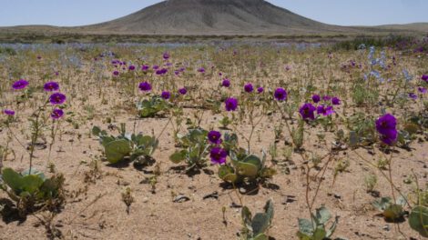 Diversidad de plantas en zonas áridas