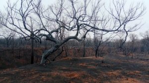 Incendios forestales en Bolivia afectan viviendas en Roboré