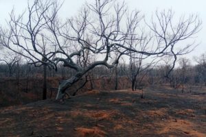 Incendios forestales en Bolivia afectan viviendas en Roboré