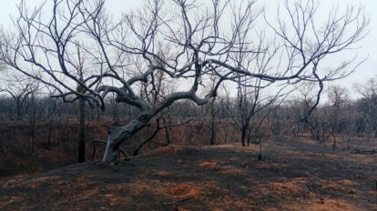 Incendios forestales en Bolivia afectan viviendas en Roboré