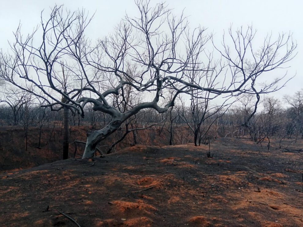 Incendios forestales en Bolivia afectan viviendas en Roboré