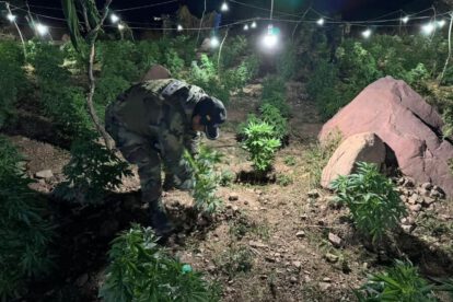 Incinera marihuana en Potosí