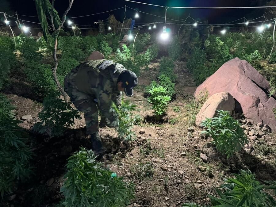 Aprehenden a tres colombianos por plantaciones de marihuana en Potosí