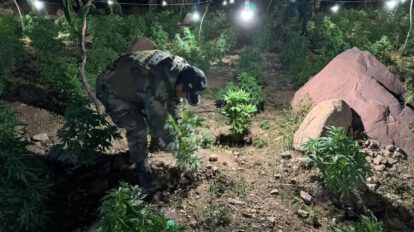 Aprehenden a tres colombianos tras ser descubiertos con plantaciones de marihuana en Potosí