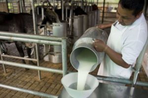 Crisis sector lechero Santa Cruz