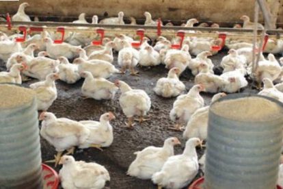 Aumento del costo de producción de pollo en Tarija