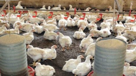 Aumento del costo de producción de pollo en Tarija