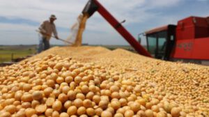 Crisis agrícola en Santa Cruz afecta producción de alimentos