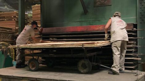 Industria maderera boliviana en crisis por escasez diésel y falta de permisos Cites