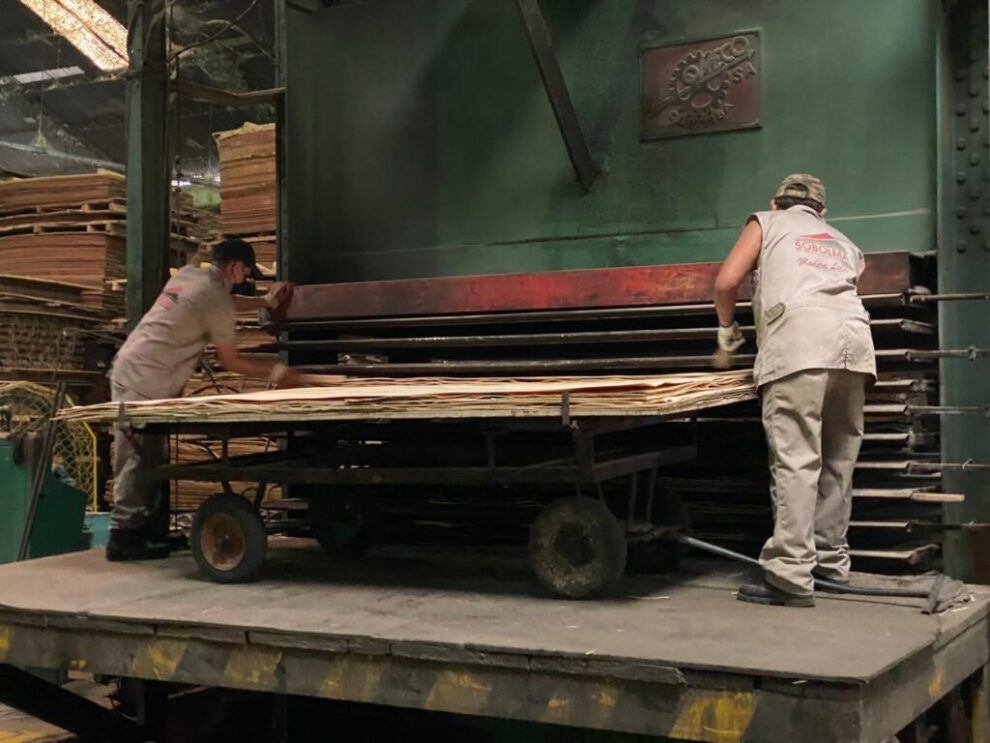 Industria maderera boliviana en crisis por escasez diésel y falta de permisos Cites