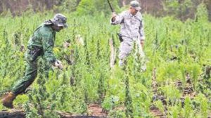 Producción de marihuana en Paraguay y tráfico hacia Bolivia