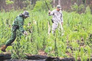 Producción de marihuana en Paraguay y tráfico hacia Bolivia