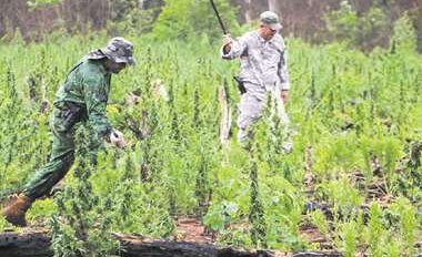 Producción de marihuana en Paraguay y tráfico hacia Bolivia