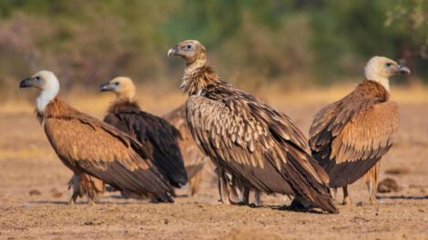 Disminución de buitres en India y su impacto en la salud ambiental