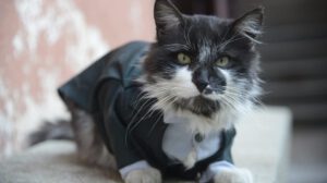 Patricio el gato que conquistó a LA PATRIA