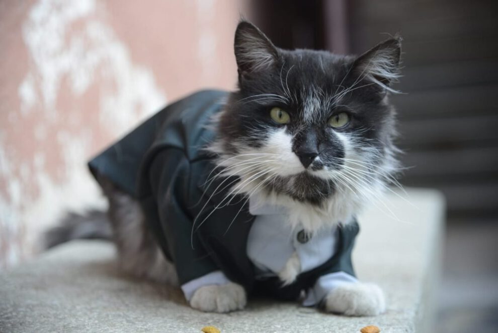 Patricio el gato que conquistó a LA PATRIA