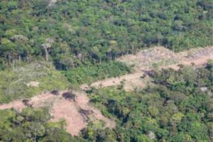 Reserva Forestal El Choré ahora es Parque Nacional y Área Natural de Manejo Integrado
