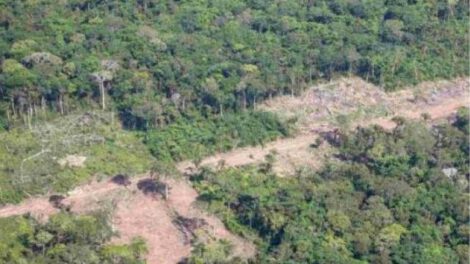 Reserva Forestal El Choré ahora es Parque Nacional y Área Natural de Manejo Integrado