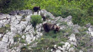 Renaturalización de ecosistemas para mejorar el ambiente en Europa