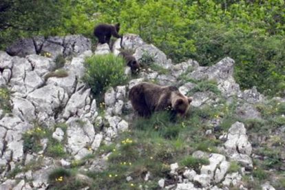 Renaturalización de ecosistemas para mejorar el ambiente en Europa