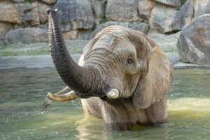 Elefante africano preñado en el Zoológico de Schönbrunn