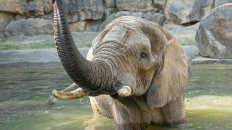 Elefante africano preñado en el Zoológico de Schönbrunn